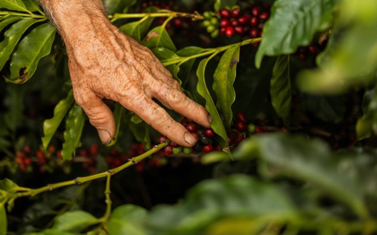 Caffè Milani e Treedom: il domani si coltiva una tazzina alla volta