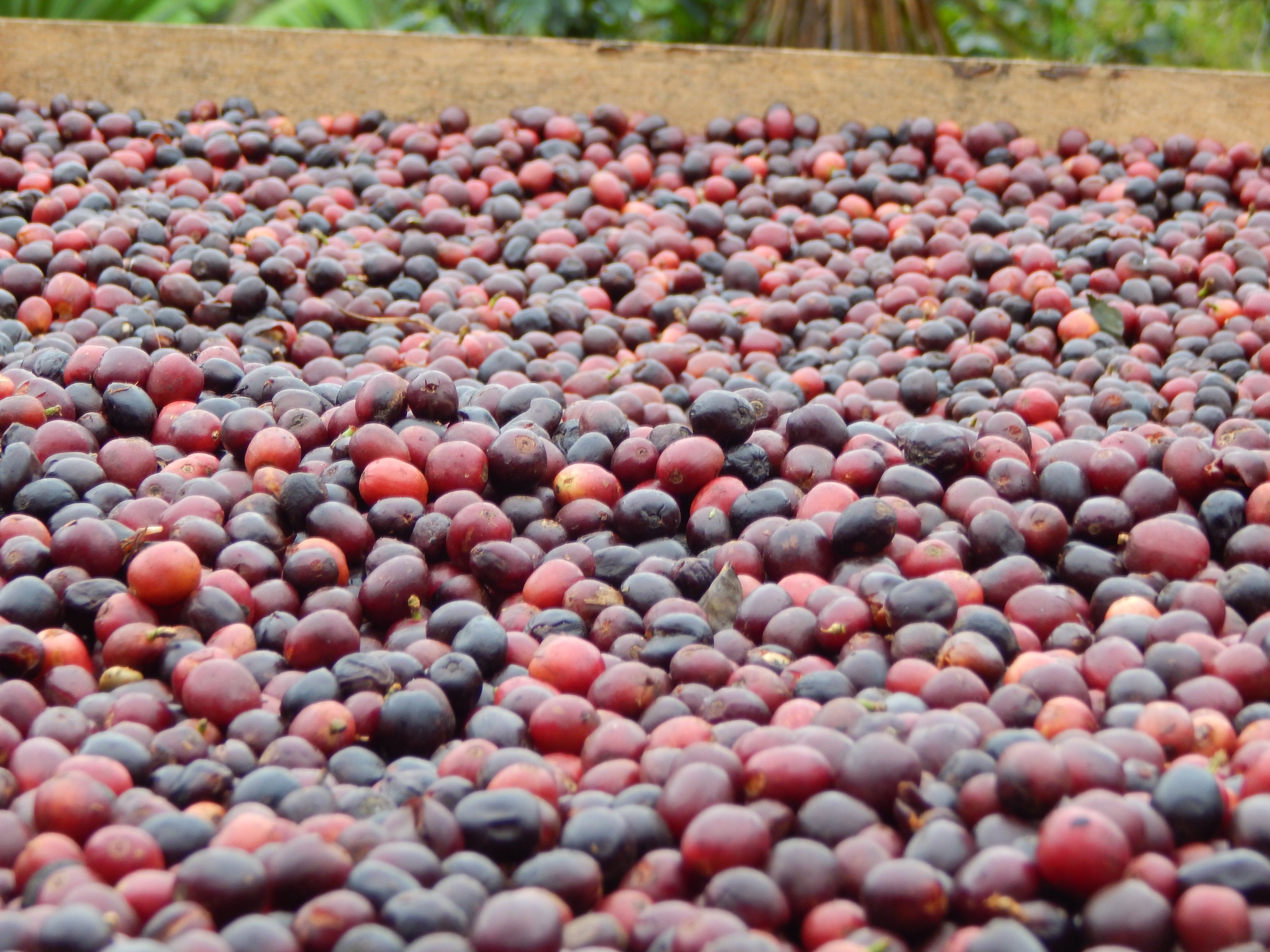 Raccolto in piantagione