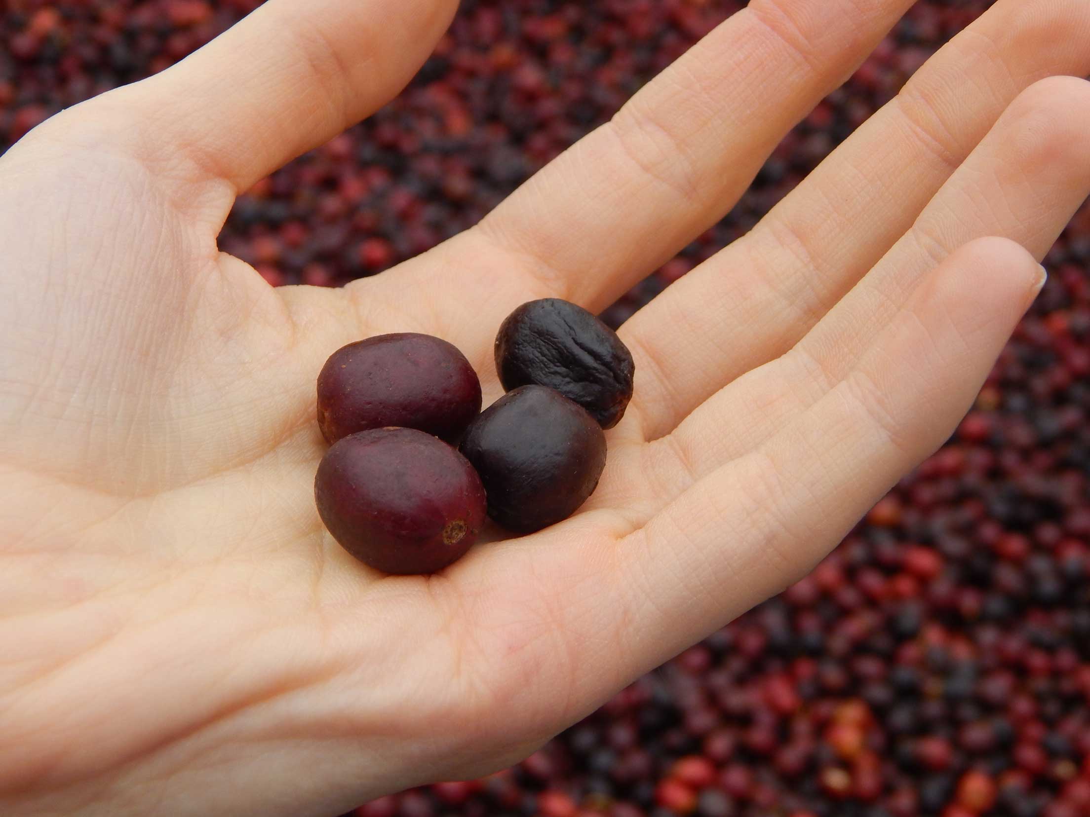 Le donne e la filiera del caffè