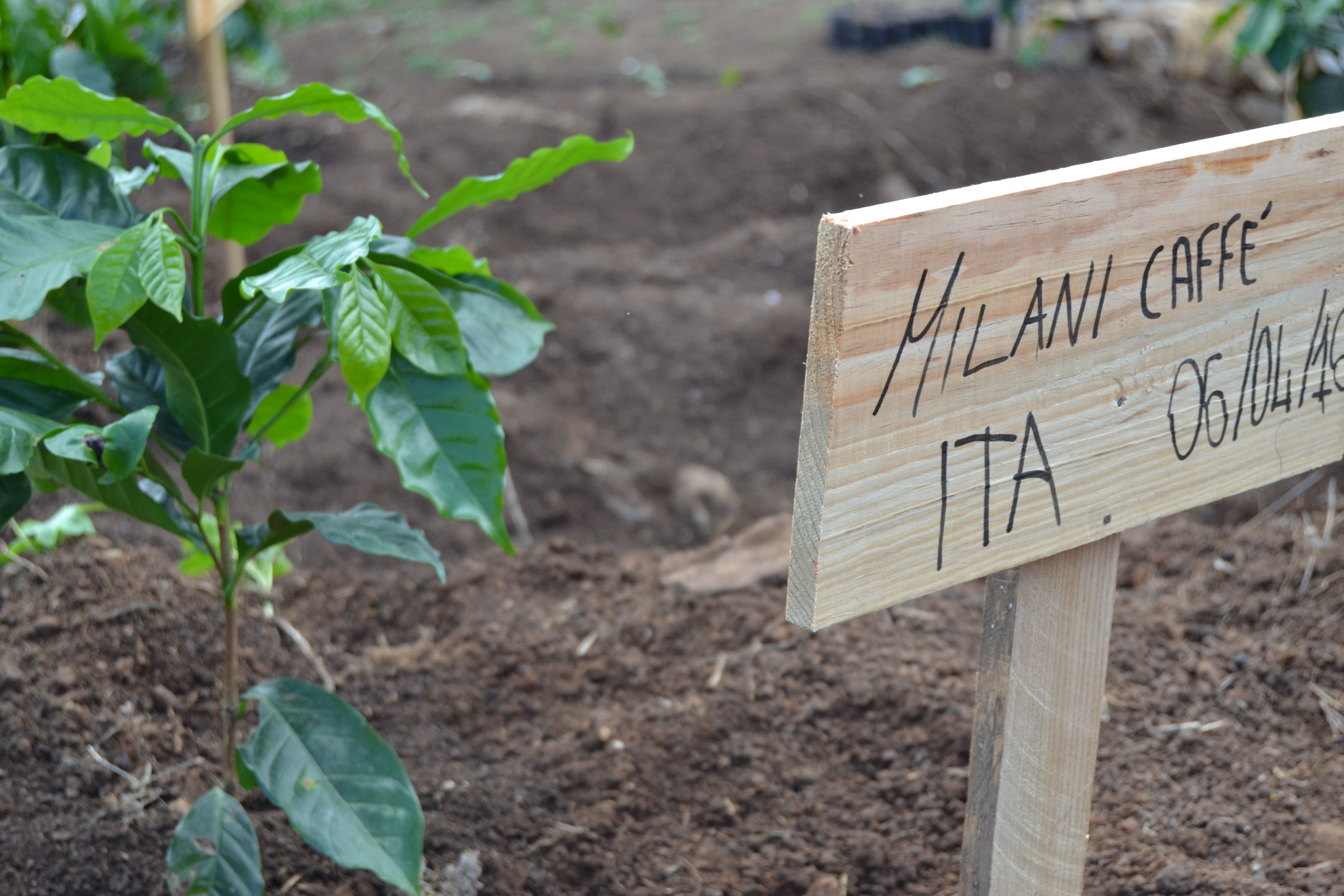 Piantagione di Caffé Milani