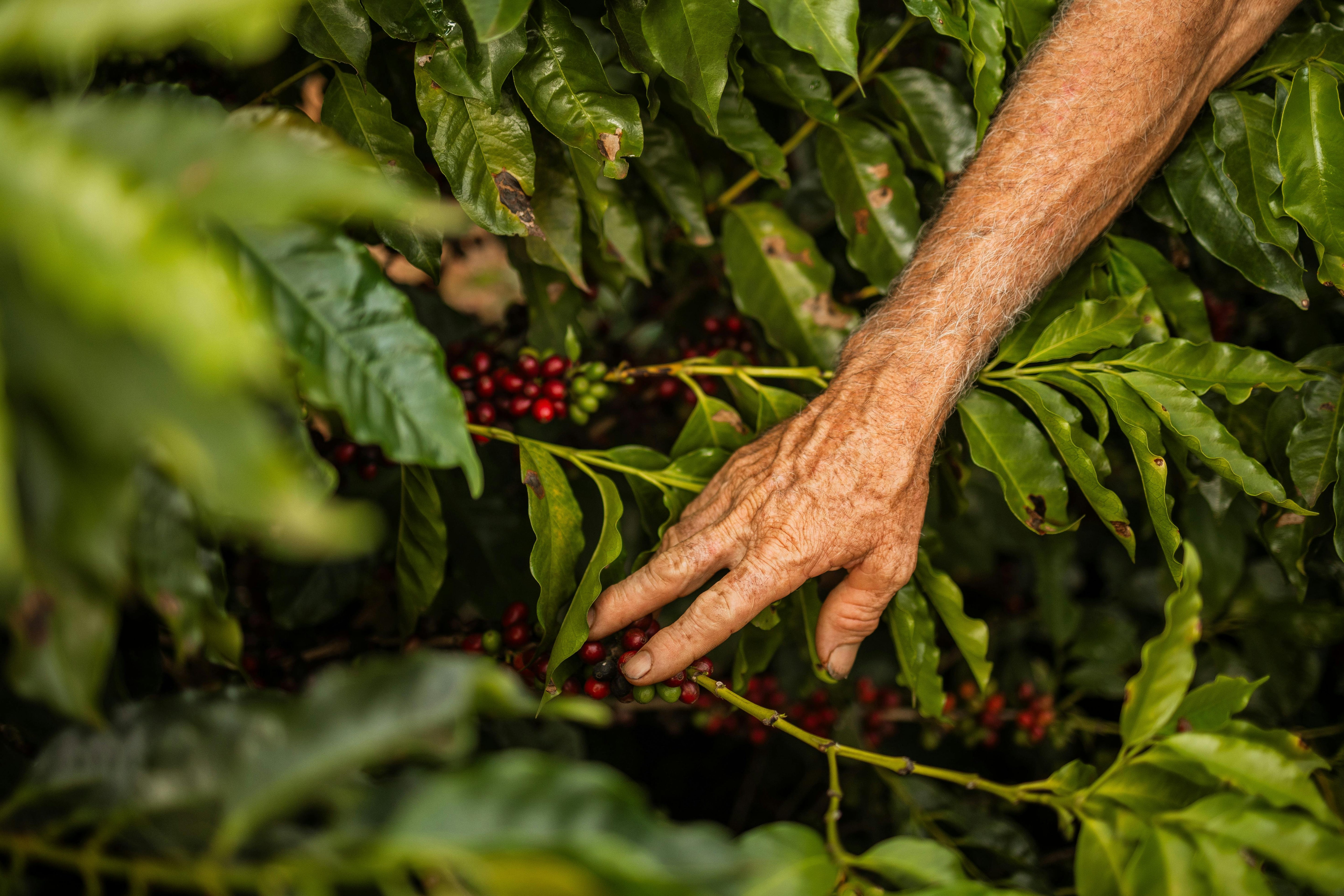 Piantagione Caffé Milani 